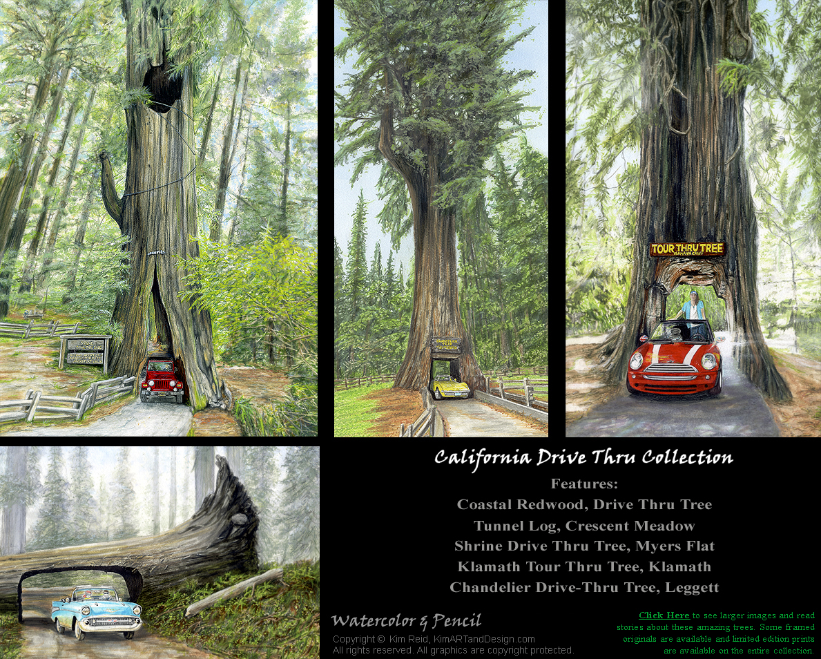 View the entire Redwood Drive Thru Tree Collection