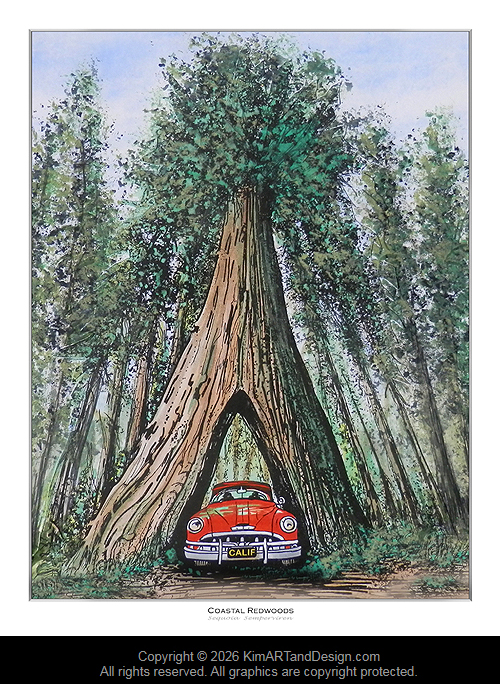 Coastal Drive Thru Redwood Tree