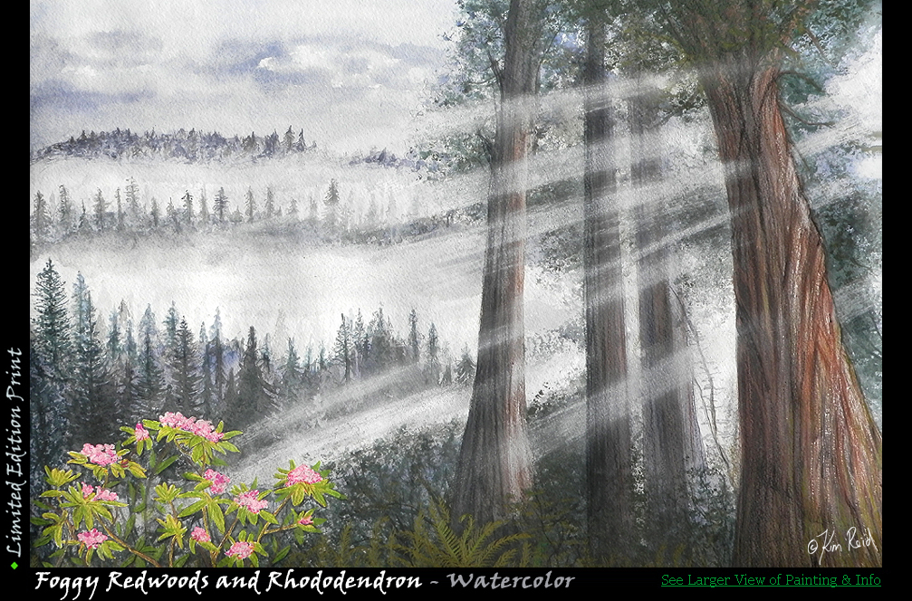 Foggy Redwoods Rhododendron