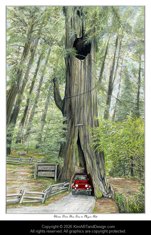 Shrine Drive Thru Redwood Tree