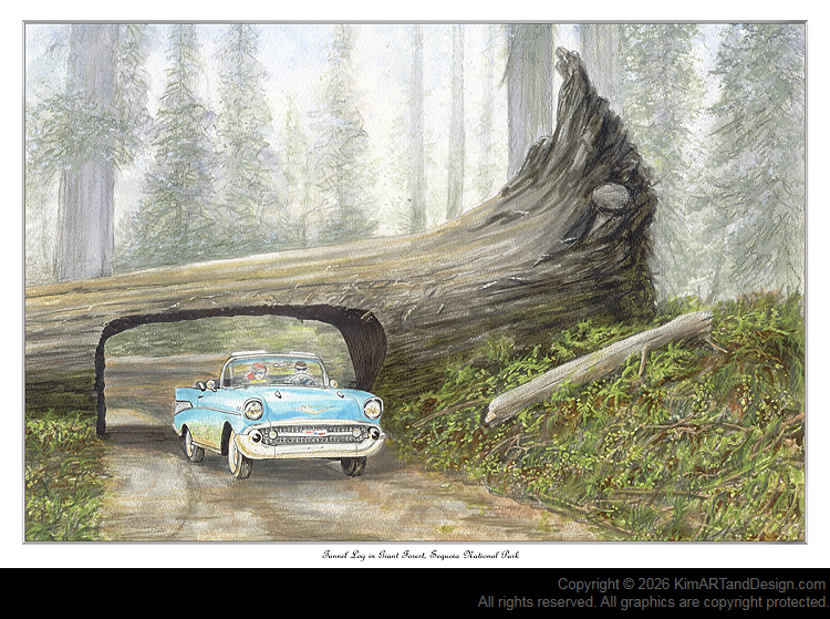 Coastal Drive Thru Redwood Tree