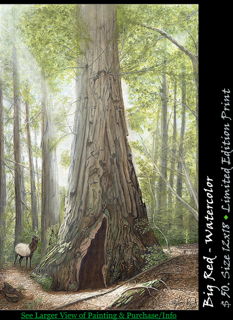 Sequoia semperviren redwood is estimated to be 2000 years old.