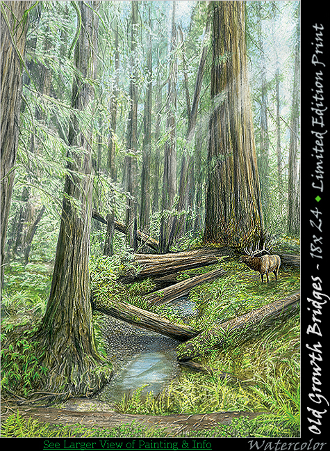 Old Growth Bridges