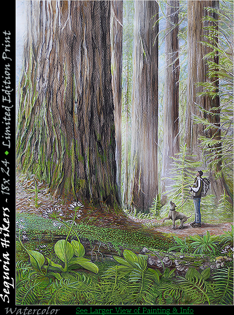 Avenue of the Giants - Reflections